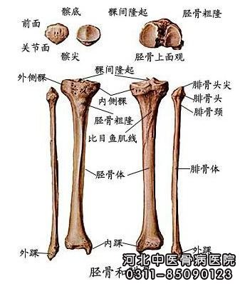 胫腓骨