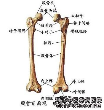 股骨
