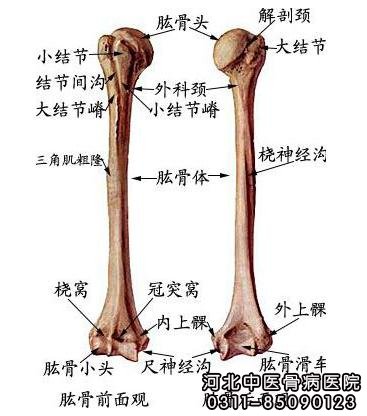 肱骨