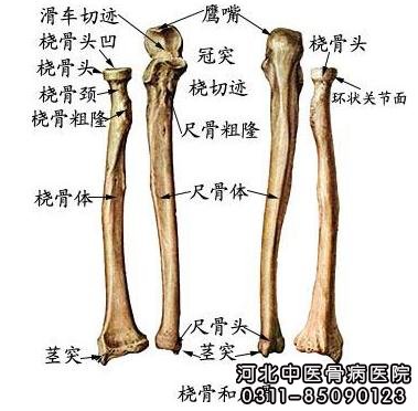 尺桡骨