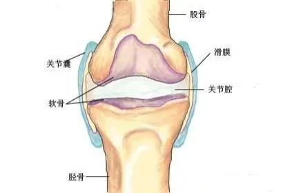 膝关节